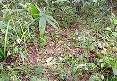 Country BBW Bends Over for Fat Black Pussy Pounding on the Ranch