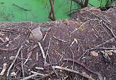 brazilian teen's big ass tempts for interracial fun after moto corona tease