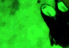 Shannon unleashes golden shower stream