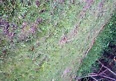 Adventurous Caucasian Thickie Girlfriend Sex Journey with Friend Unfolds