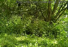 sexy chubby milf drops panties in car for public piss with stranger