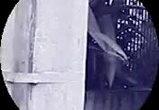 i love this submissive shemale taking monster cock anal pounding joyfully