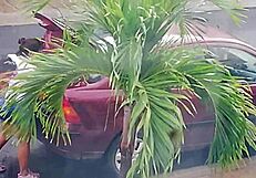 Neighbor Slut in Shorts Begs for Hard Fuck