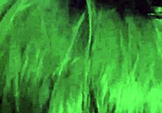 kandy kane bbw housewife deepthroats fat tits out homemade slut blowjob