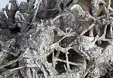 Ever Wondered Why White Temple Chiang Rai Feels So MAGICAL??? Travel Thailand Vibes!