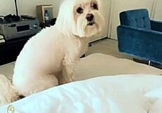 Cassiana Costa Rides Two Friends Cowgirl in Homemade Amateur Menage Threesome