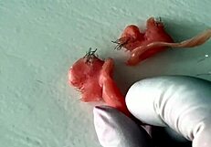 Amateur milf blonde waxing smooth armpits nose close up shave