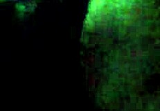 she deepthroats that fat black monster cock while boyfriend watches every suck