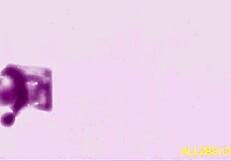 claire sinclair bares her huge tits fully nude