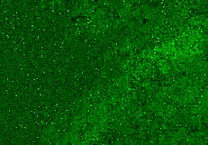 Crazy 18yo pees panties on beach then squirts wet! 🌊💦