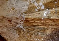 Guy jerks hard cock twice in solo double cumshot interrupting first orgasm.