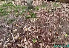 voyeur catches hot milf dildo-fucking pussy wildly in forest depths