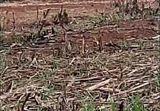 Pequeena caipira's big brazilian ass fucked hardcore anal by black cock in old boot canavial? 