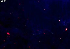 Holy Fuck Sofia Grace Returns for DAP Anal Balls Deep!