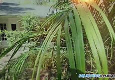 Erotic Lesbian Babe Squirts Hard While Queening Partner's Face