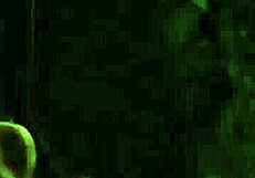 dominant madame spanks and humiliates bound submissive lesbian slave bent over