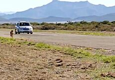 World's fastest car races against cheetah in epic showdown