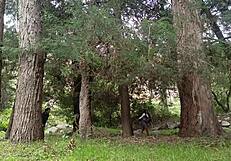 Old peasant fucks dripping wet young college girl's tight pussy outdoors