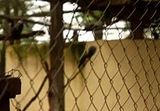 Footballer Meets Mature Woman For Public Fuck In African Park