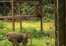 Footballer Meets Mature Woman For Public Fuck In African Park