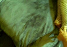 Rockin Granny Carmen Licks Cock for Multiple Cumshots Doggystyle