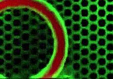 Coed marica hase slurps alex legend's monster cock deepthroat