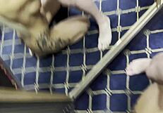 omg mia velvet slurps her husband's throbbing cock so deep down her throat in bed 😍🍆