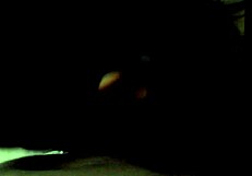 i was just watching vids when my curvy stepmom caught me stroking