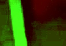 novinha slurps sloppy boquete swallows massive cum load