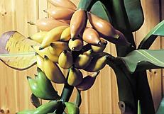 blonde milf corners asian stepson for secret gym seduction