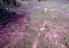 lexa bends over in park for wolfdaddy901's bareback anal creampie pounding