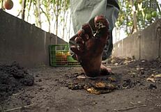 Squashing Juicy Tomatoes Barefoot in Country Dirt Ranch