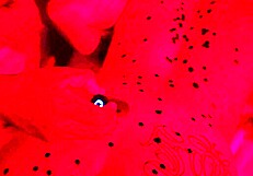 Alternative girl endures wax drips before big black cock pounds her hard