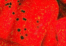 Alternative girl endures wax drips before big black cock pounds her hard