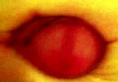 dude in the toilet just wanking his cock like crazy