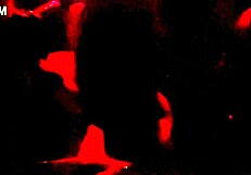 whoa renatinha mello gets wild with stranger's big tits in swing cabin part 2