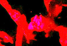 whoa renatinha mello gets wild with stranger's big tits in swing cabin part 2