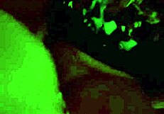 Latina Stepdaughter Sneaks Squirting Pussy Ride on Stepdad's Monster Cock