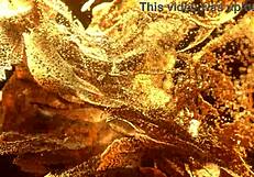 skinny elina sands takes gangbang dap with bbc monsters gaping her ass.