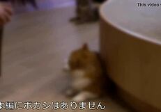 tall 175cm model college babe kaori's huge tits creampied in voyeur amateur bliss
