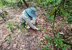 wow! cute thai girl pees forest mushroom hunt 4k