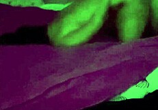 Brazilian Wife In Lingerie Gaped By Young Bull While Cuckold Husband Watches