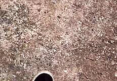 roadside WHORE gives FREE bush fuck after price chat.