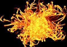 Dorynha the Brazilian BDSM Slave Deepthroats Master for Ultimate Pleasure Training!