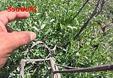 Risky Public Field Sex Tempts My Wild Side