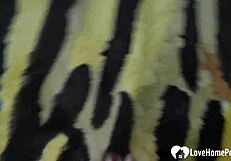 homemade asian mature slut spreads sexy feet close-up for fetish worship