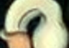 dude you gotta see fuckerman going wild all over campus with those fat cartoon chicks