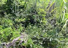 Clitlicker662's teasing update hints at wild flashes