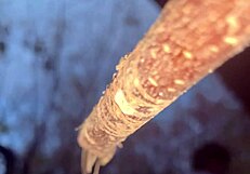 milf witch pussy creampied doggystyle in forest woods