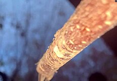 milf witch pussy creampied doggystyle in forest woods